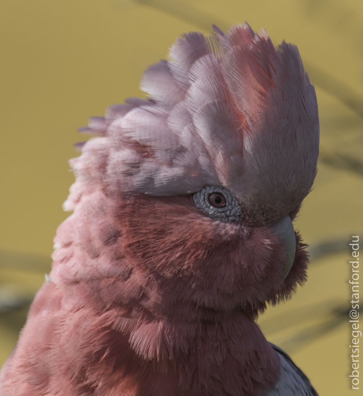 galah